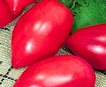 Ventajas y desventajas de la variedad de tomate flamenco rosado: descripción, foto, características y características de crecimiento.