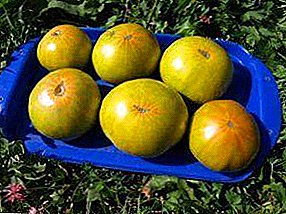 Коштовність з Сибіру - сорт помідора "Малахітова скринька": опис і особливості вирощування томата