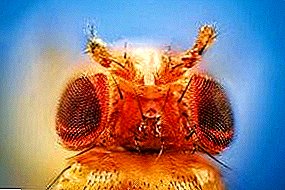 Drosophila no está volando y otros tipos de estas moscas.
