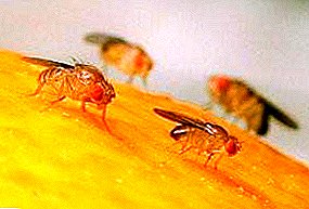 Drosophila: how to get rid of annoying flies, traps and other means