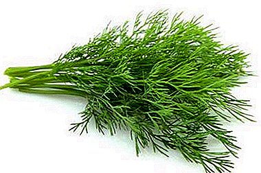 Fragrant doctor from the garden. What is treated with dill and how is this plant used in cosmetology and aromatherapy?