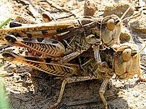 Two stages of locust development: solitary or gregarious, the breeding process, is there a pupa