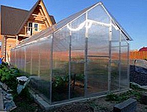 Dvukhskatnaya greenhouse house made of polycarbonate do it yourself