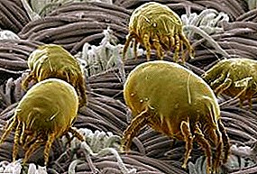 Effective methods of dealing with dust mites and photos of these insects under a microscope