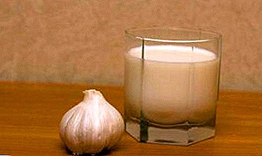 Infusión efectiva y popular de leche con ajo para deshacerse de los gusanos y otros parásitos.