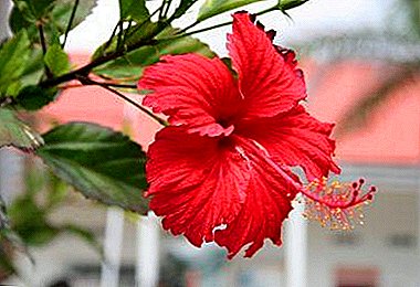 Spectacular flowers for giving: planting hibiscus in open ground and plant care secrets