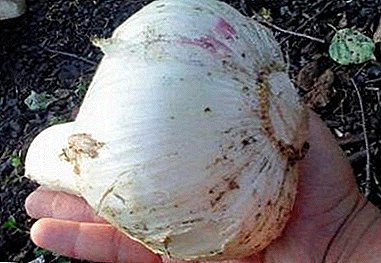 Egyptian onions or elephant garlic: what is Rokambol, how is it grown and stored?
