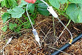 Economisirea apei și protecția plantelor: toate acestea - un sistem de irigații prin picurare pentru serele cu mâinile lor (cum se realizează și se organizează o schemă automată de irigare)