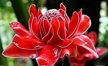 Exotické kvety zázvoru: keď sú, ako sa objavujú v záhrade a doma, čo robiť, keď tam nie sú?