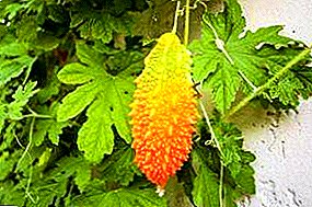 Pepino exótico "con carácter" o cultivar Momordica.