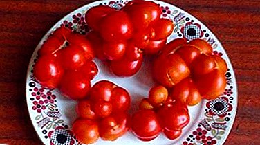غريبة من ترانسيلفانيا: وصف وطرق استخدام مجموعة متنوعة من الطماطم "الثوم"
