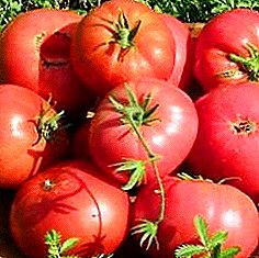 Dar vienas rekomenduojamas šiltnamiams pomidorų veislei "Sibiro pasididžiavimas" ir jo išsamus aprašymas