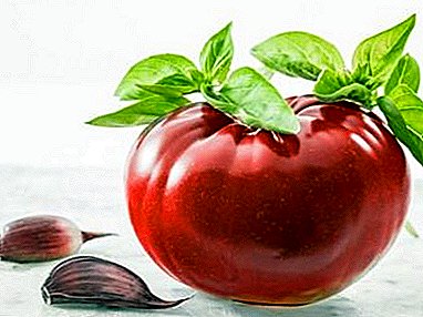 Another dark variety of tomato - “Chocolate miracle”, a description of lettuce tomato