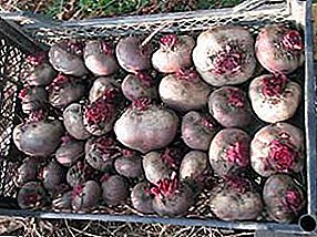 If there is no cellar, how to keep beets for the winter at home: in the subfield, apartment and refrigerator?