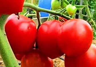 Jika Anda membutuhkan panen berlimpah - akan membantu tomat "Budenovka": deskripsi varietas, foto, karakteristik