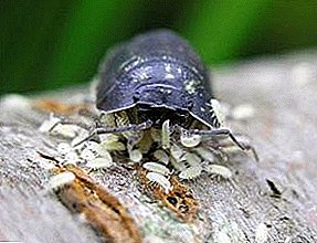 If there are woodlice wound up in an apartment: what kinds are there and how to fight them?