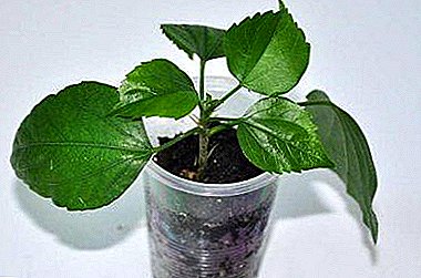 This is easy to do. Reproduction of hibiscus cuttings at home