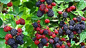 Blackberry: reproducción, plantación, cuidado, propiedades útiles.