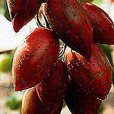"Chocolate F1" paradicsomfajta: ízletes, gyümölcsöző és szép