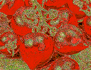 Tomaattilajike Rakkauteni F1: kuvaus ja ominaisuudet kasvavien tomaattien "nenä" kanssa