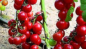 Läcker och lustig F1-hybrid - Cherry Ira-tomatsort! Bilder, beskrivningar och rekommendationer för plantering och vård