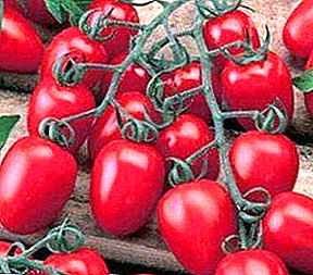 Маленькі помідори з цукровим смаком - томат F1 «Настя Сластьона»