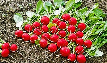 Rik på vitaminer og mineraler grønnsak - reddik Cherryat F1. Detaljert egenskaper og beskrivelse av sorten
