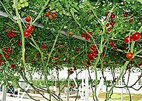 Árbol de tomate "Sprout Cherry" F1: las sutilezas del cultivo de tomate perenne con un carácter ruso