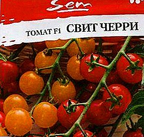 Indenermental Hybrid - Sweet Cherry Tomato F1: gambar, penerangan dan ciri-ciri yang semakin meningkat dari "pokok gula-gula"