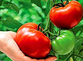 Ominaisuudet ja kuvaus kansallisista tomaateista: kasvamme "venäläisen koon" F1