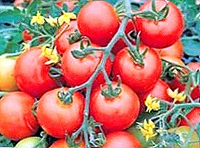 Hardy og fruktbar tomat "Snøfall" F1 - beskrivelse av sorten, opprinnelsen, dyrkningsfunksjonene