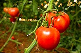 Varietà precoce di pomodori "Ivanhoe" F1: descrizione di pomodori, foto di frutta, vantaggi e svantaggi