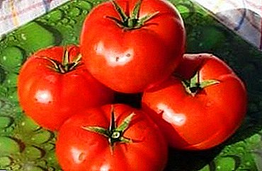 Tomate "Andromeda" F1 sans équivalent: caractéristiques et description de la variété de tomate, photos, caractéristiques de croissance