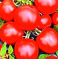 Descripción de las variedades de tomate "Argonaut F1" y las características obtenidas de él tomate.
