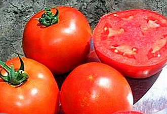 Hardy, vacker, produktiv sort för dina sängar - tomat "Bagheera f1"