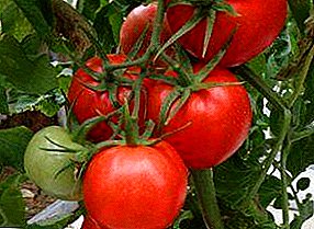 El híbrido de tomate "Blagovest F1": descripción y características de la variedad de tomates, recomendaciones para el cultivo