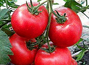 有望な目新しさはブギウギトマト品種f1です：写真、説明および成長のヒント