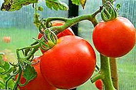 Descrição de uma variedade híbrida universal despretensiosa de tomate "Amigo F1"