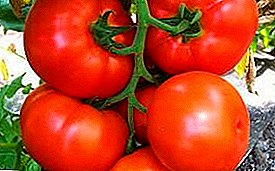 Tomat hasil tinggi "Ilyich F1": deskripsi varietas bersahaja