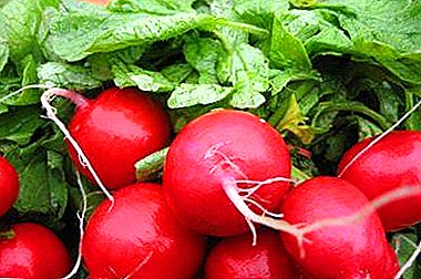 Ultra-early universal hybrid of radish "Rudolph F1": distinctive features of the variety, pests and diseases