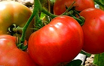 Rezistent la stres și căldură Tomate "Infinity" F1: descrierea varietății și a caracteristicilor culturii