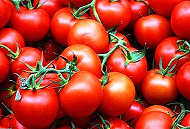 Tomat hasil tinggi untuk orang sibuk "Irishka F1": deskripsi varietas dan karakteristik utamanya