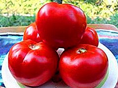 גבוהה מניב עגבניות "אדום אדום F1": תיאור של מגוון, מאפיינים ותמונות