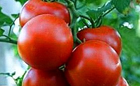 Greenhouse tomato "Crystal f1" deskripsi tentang varietas, budidaya, asal, foto