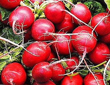 Detailed description of the radish variety “Celeste f1” and features of cultivation