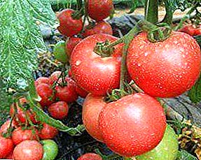 Israels første generasjons hybrid - Pink Cler tomat f1: Hovedkarakteristikker, beskrivelse og foto