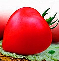 Tomate Premium F1 maduro e transportável Premium: descrição da variedade de tomate