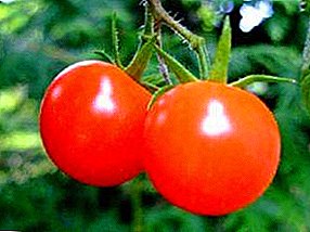 Nós crescemos um tomate "Polfast F1" - uma descrição da variedade e os segredos de alto rendimento