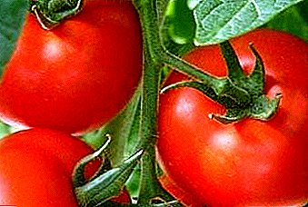 Beskrivelsen og egenskapene til en produktiv og velsmakende hybrid - en klasse av en tomat "President" F1