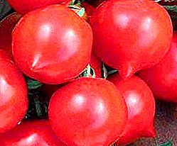 Χαρακτηριστικά και περιγραφή των καλά αποδεδειγμένων ποικιλιών ντομάτας "Prima Donna" F1
